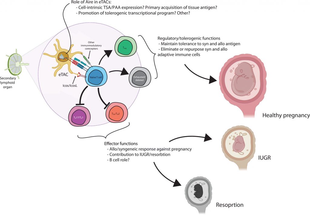 Schematic depicting a proposed mechanism of the role of eTACs in maternal-fetal tolerance