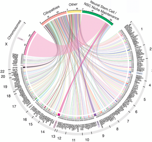 Genes cited in relation to CH. The plot shows the citation frequency of individual genes in publications, their molecular function, and their dispersion on chromosomes.